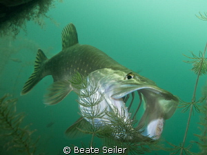 Northern pike by Beate Seiler 